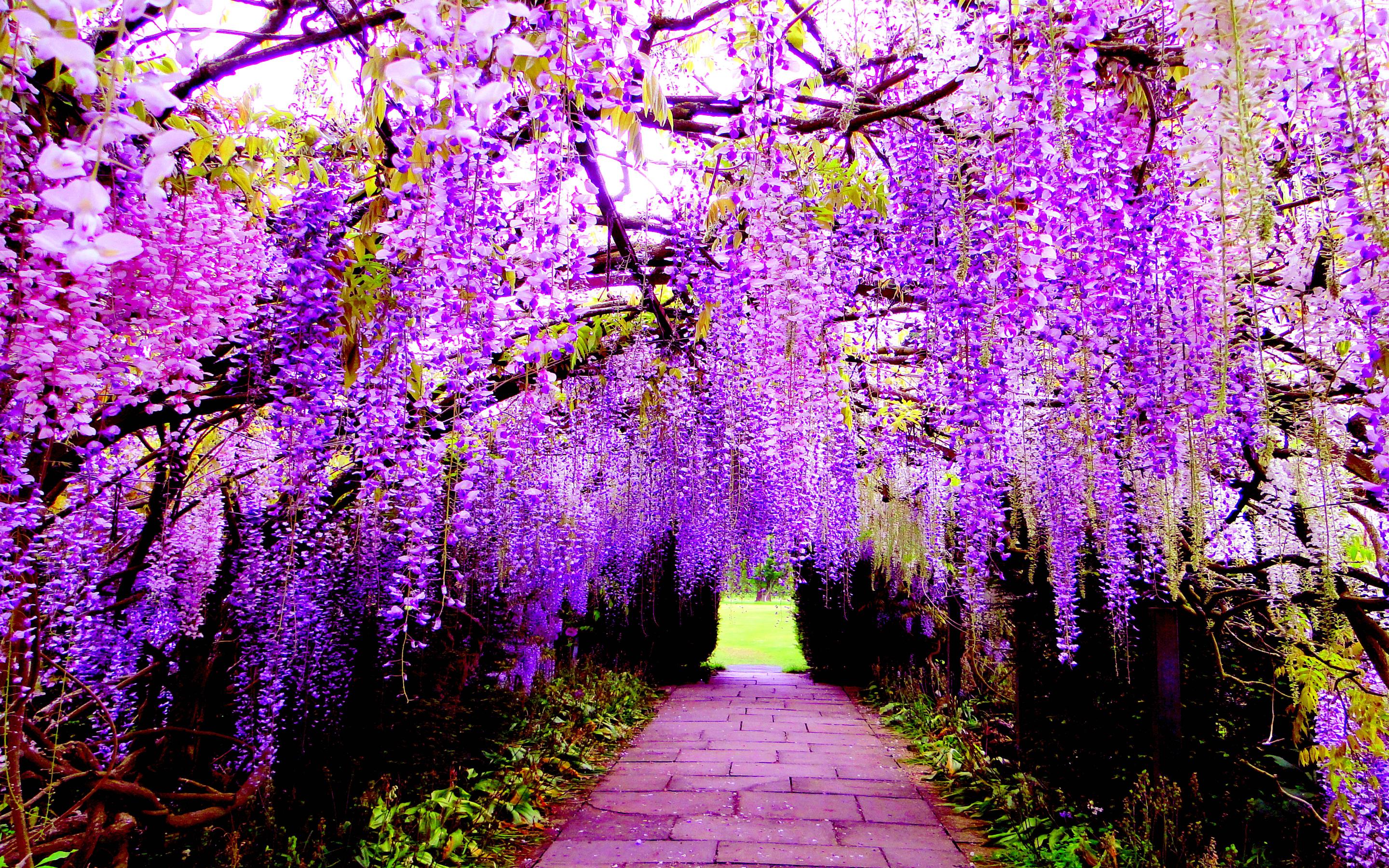 Wisteria