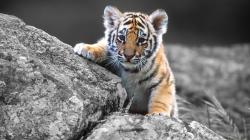 Baby Tiger Wallpaper for Android Wallpaper