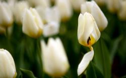 Amazing Tulips Field Nature Photo