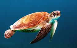 Peaceful Swimming Sea Turtle Blue HD Wallpaper