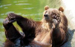 ... Bathing bear 1680x1050 wallpaper ...