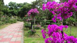 Beautiful Bougainvillea Hd Desktop Background HD wallpapers