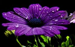 Beautiful Purple Flowers; Purple Flowers Wallpaper ...