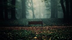 Bench In Woods Wallpaper