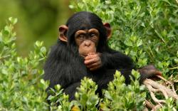 Chimpanzee Branch | 2560 x 1600 | Download | Close