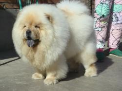 white Chow Chow