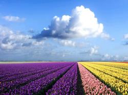 Colorful Flower Field Hd Wallpaper