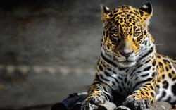 Cool Jaguar Wallpaper 26087 2560x1600 px