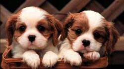 Cute Puppies 20046