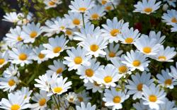 2560x1600 Wallpaper daisies, white, meadow, summer, mood