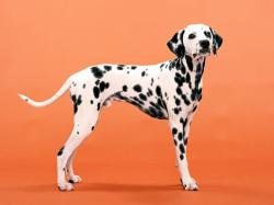 Dalmatian Dog Photos