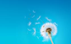 Flying Dandelion Seeds Wallpaper