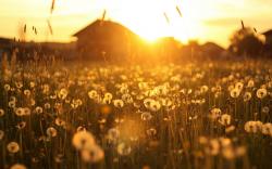 Dandelion Field Sunset