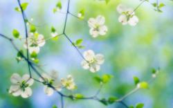 Free Dogwood Flowers Wallpaper 37253