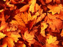 Dried Autumn Leaves