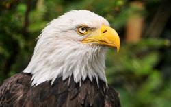 Wallpapers Hd Bald Eagle Head ...