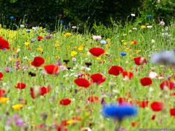 Flowers On Meadow Fields