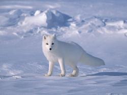 Free Arctic Fox Wallpaper 20051 1600x1200 px