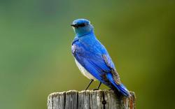 free Bluebird wallpaper wallpapers download