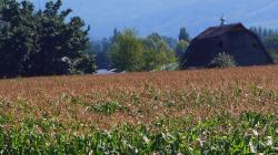 August Barn Corn Field HD wallpapers