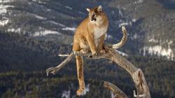 HD Wallpaper | Background ID:377116. 1920x1080 Animal Cougar