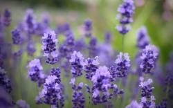 lavender flowers field purple bouquet