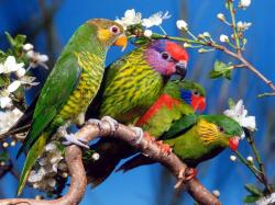 Parrot Wallpapers