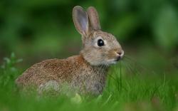 Rabbit meadow