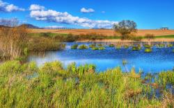 Swamp Landscape Wallpaper