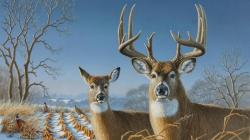 whitetail-deer-wallpapers. whitetail deers ...