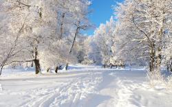 Winter Season Nature Wallpaper