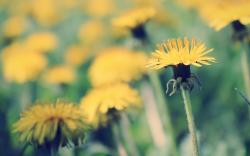 Yellow Dandelion Wallpapers 13873