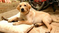 Yellow Lab Wallpaper · Yellow Lab Wallpaper ...