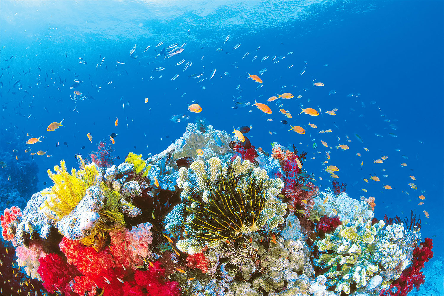 Exploring Hardy Reef