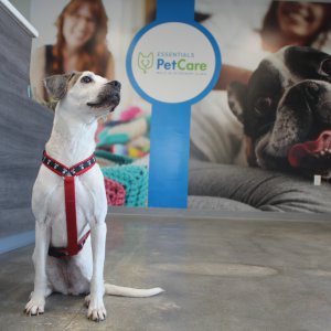 Annie at Essentials PetCare