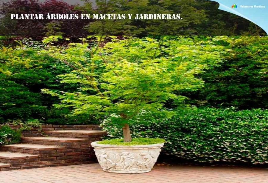 Plantar árboles en jardineras y macetas | Plantas