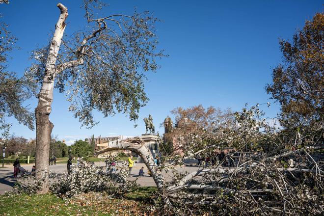 Barcelona. 08/12/2024. Barcelona. Barcelona se despierta con desperfectos tras las violentas rachas de viento de ayer. AUTOR: Marc Asensio Barcelona, Catalunya, España, viento, frío, otoño, árbol, litoral, costa barcelonesa, playa, Parc de la Ciutadella, desperfectos