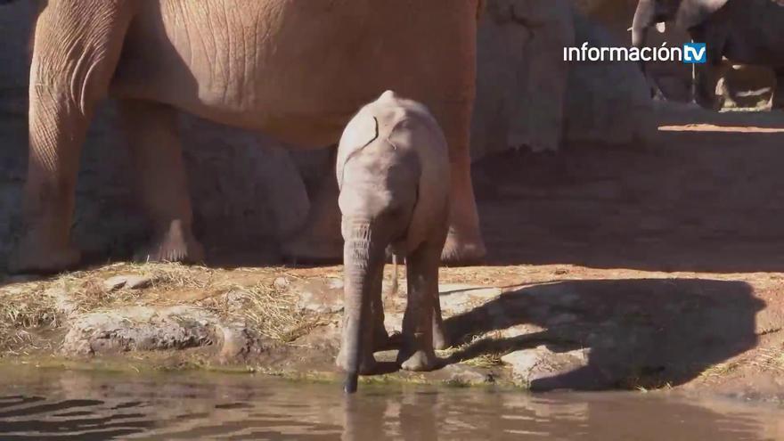 BIOPARC Valencia cumple 17 años como referente de ocio comprometido con la conservación