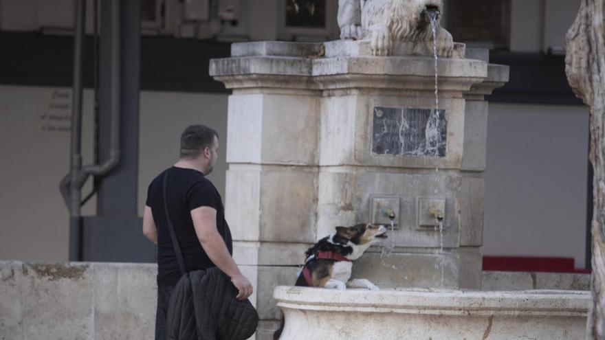 Un gener més càlid que de costum a Xàtiva i Ontinyent