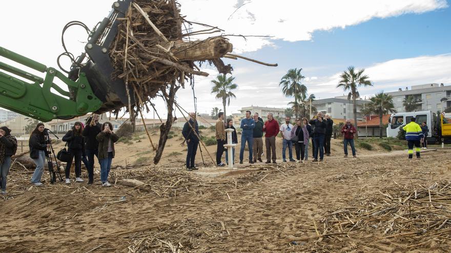 La diputación dejará las playas del sur de la provincia limpias de cañas antes de fallas