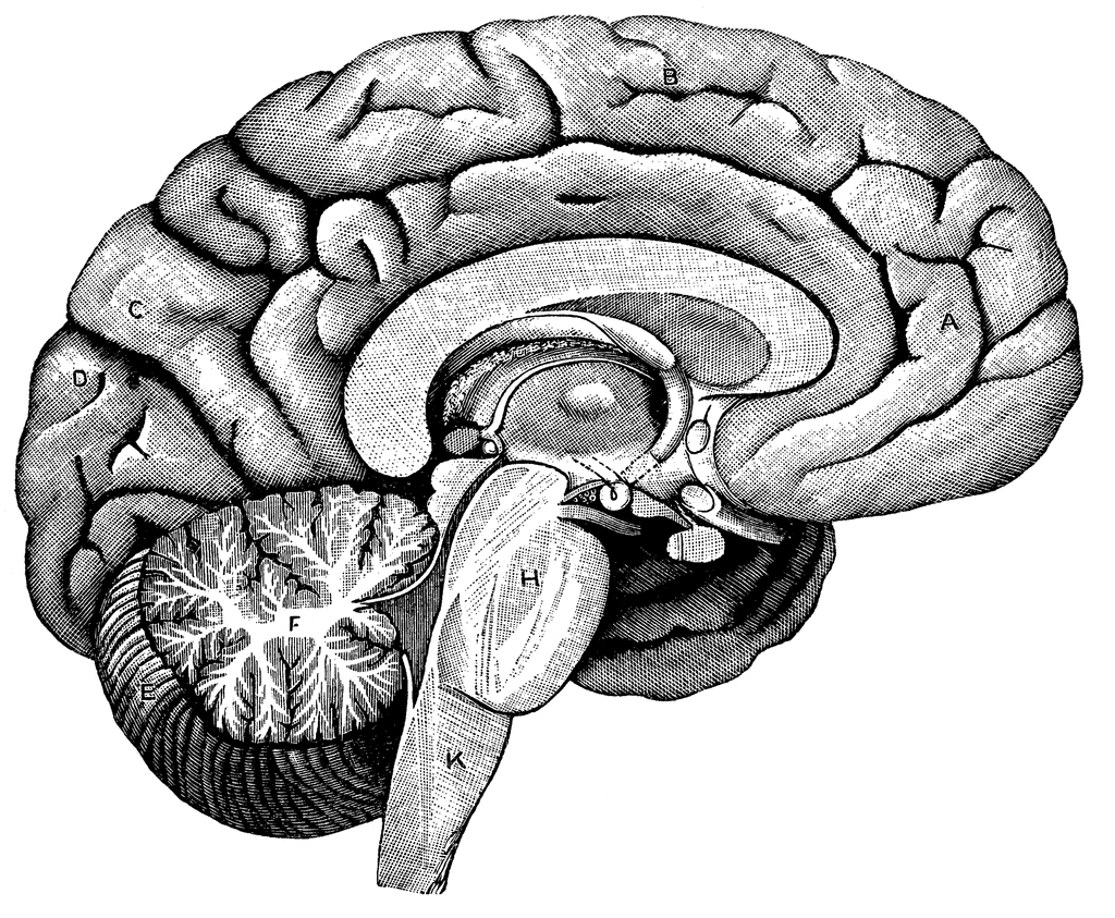 Brain Diagram Unlabeled