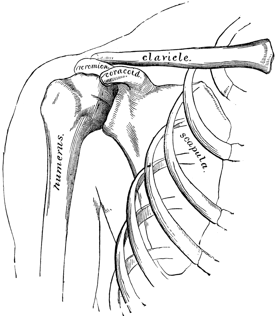 Shoulder Bones Drawing