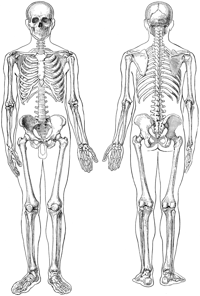 Human Skeleton Diagram Unlabeled