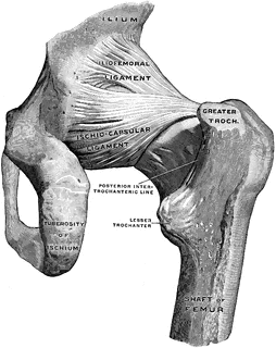 Back View of Hip Joint | ClipArt ETC