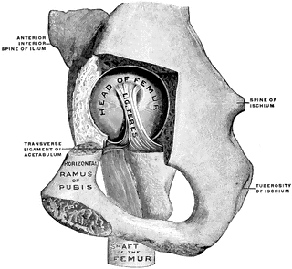 Hip Joint from Mesal Side | ClipArt ETC