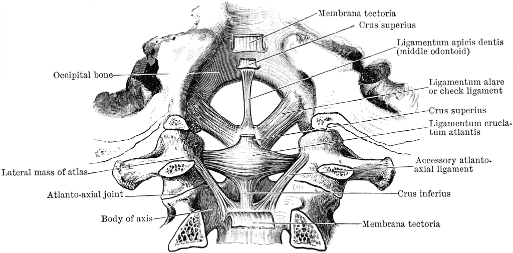 Atlanto Occipital Joint Ligaments