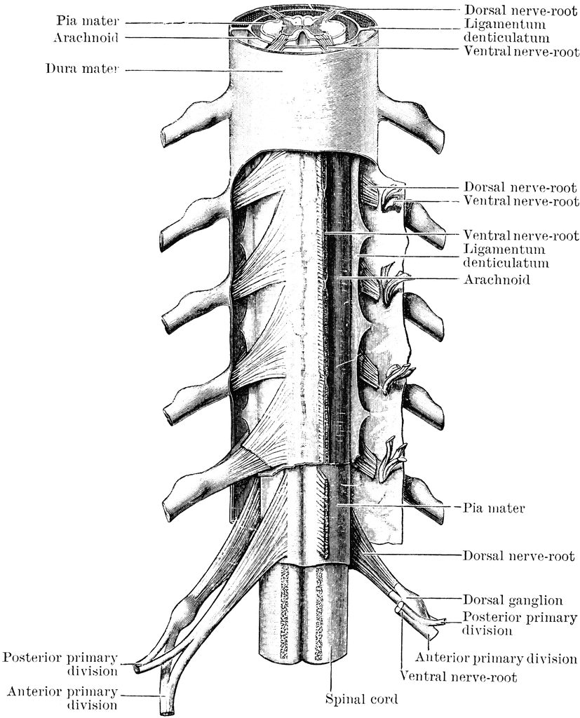 Spinal Cord and Spinal Nerves | ClipArt ETC