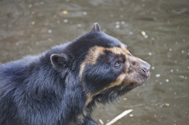 Spectacled Bear Head