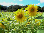 Sunflower | ClipPix ETC: Educational Photos for Students and Teachers