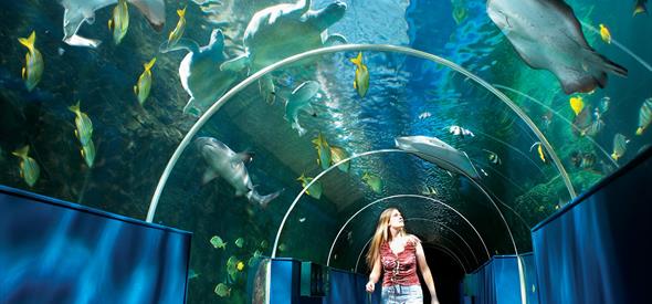 Oceanarium Bournemouth Tunnel